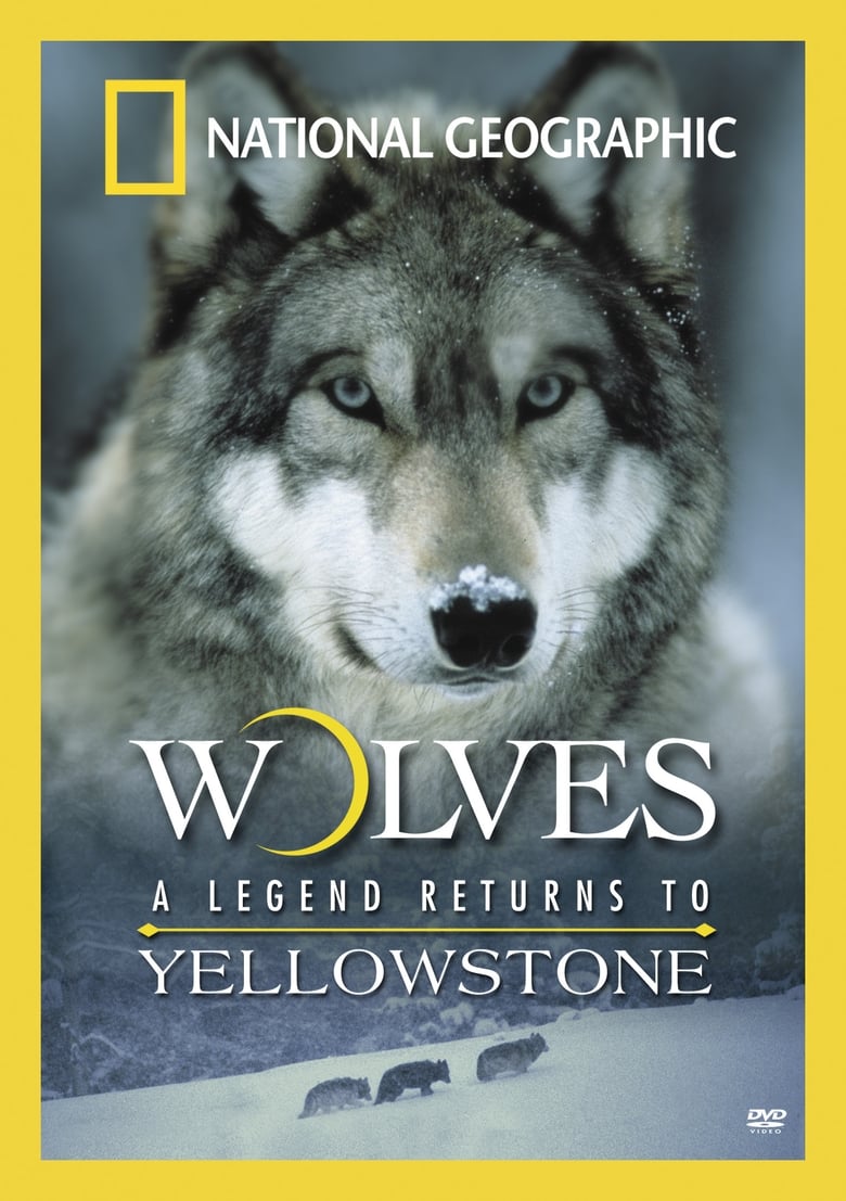 Wolves: A Legend Returns to Yellowstone 2000